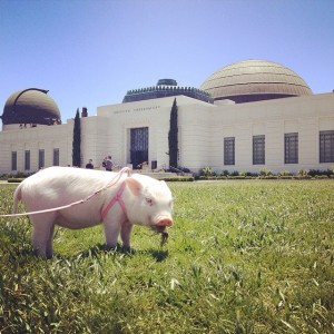 @hamlet_the_piggy al Griffith Observatory (Los Angeles)