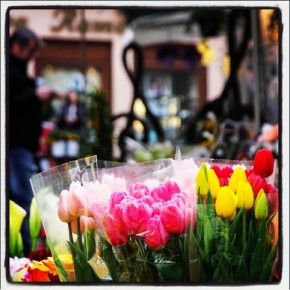 I fiori di Sanremo. Foto di Silvio Massolo per Igers Liguria